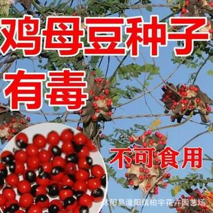 �uĸ��N����˼���N�ӷ����u��ĸ����ɺ�������\���ж�����ʳ��