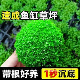 Japanese Dwarf Pearl Aquatic Plant for Aquarium Landscaping and Water Purification