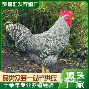 �����F؛�J���u�� �J���u���|�r���I�B�rֵ�� ���w�J���u