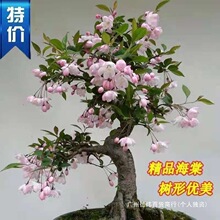 ͺĻͥԺ̨҃⻨ܾGֲļ_ȫ