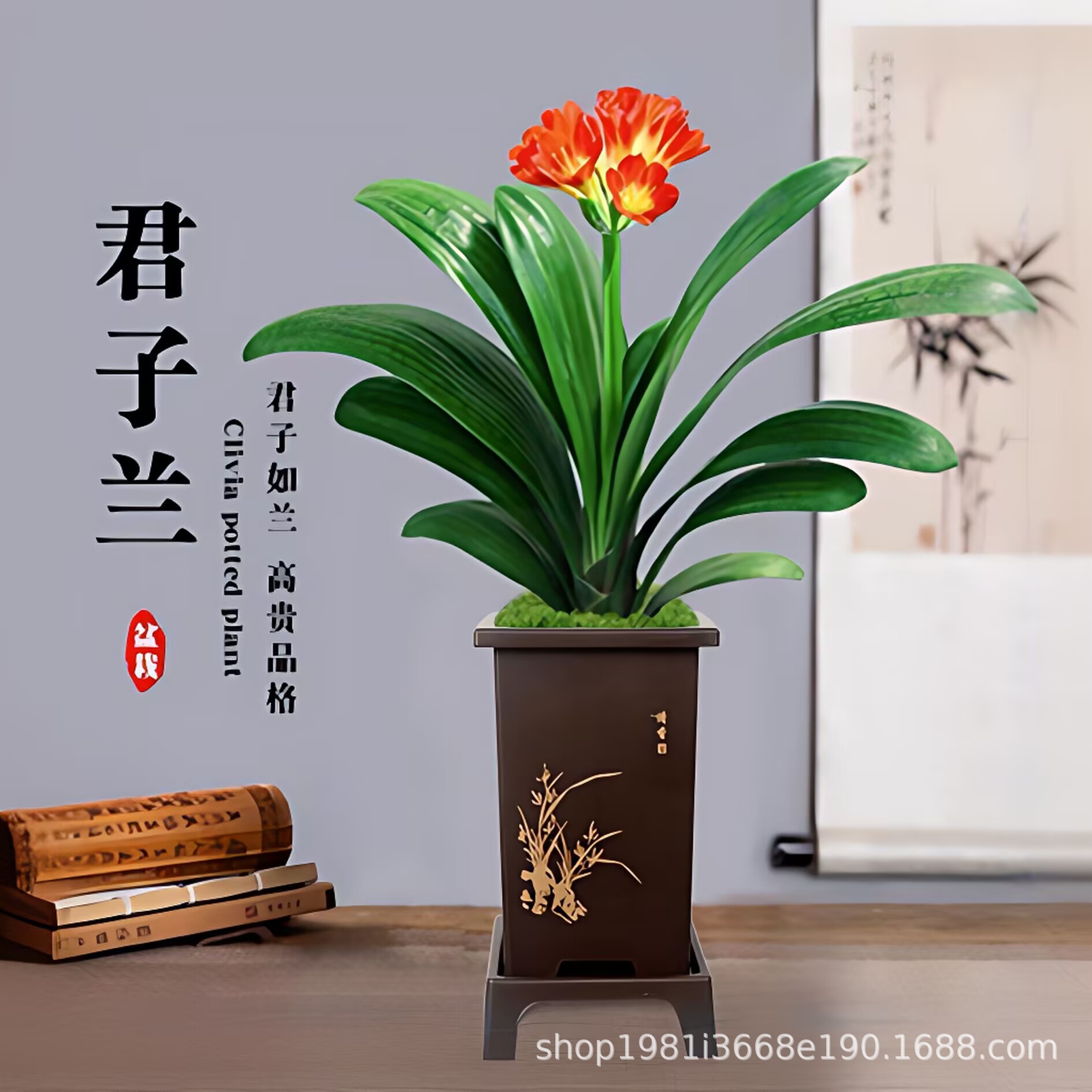 君子兰花花卉绿植盆栽四季常青植物室内卧室办公四季好养客厅绿植