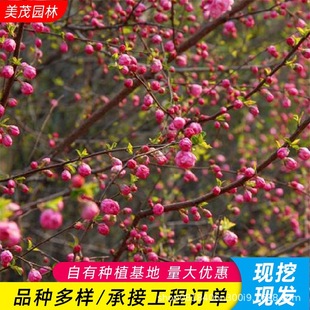 �ذ�����~÷���l���@�ݵؾG������ͥ�@�����^�p����ֲ��С�Ҽt