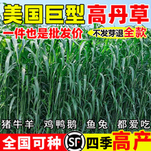 ߵݸߵNKsļ߮aBֳiţ~ݷN