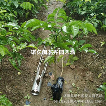 SƤ޽uĺɫo˵ϱͥԺˮ玧~