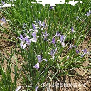 �½��R�m �Rɏ��ϵ�l�_�ر�ֲ�� �m�������؅^��� �ݱ��������l