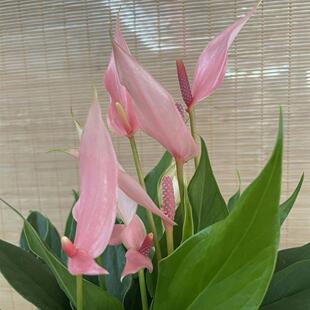 ���m�����������-ˮ��ˮ�B�����k���������ļ��_���R�����Ƽt��