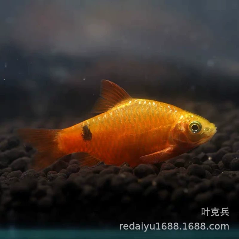 Шанхай тропическая Рыбная ферма оптом холодная вода золотой слиток Роза счастливая рыба Роза карась фэн-шуй пресной воды Новичок