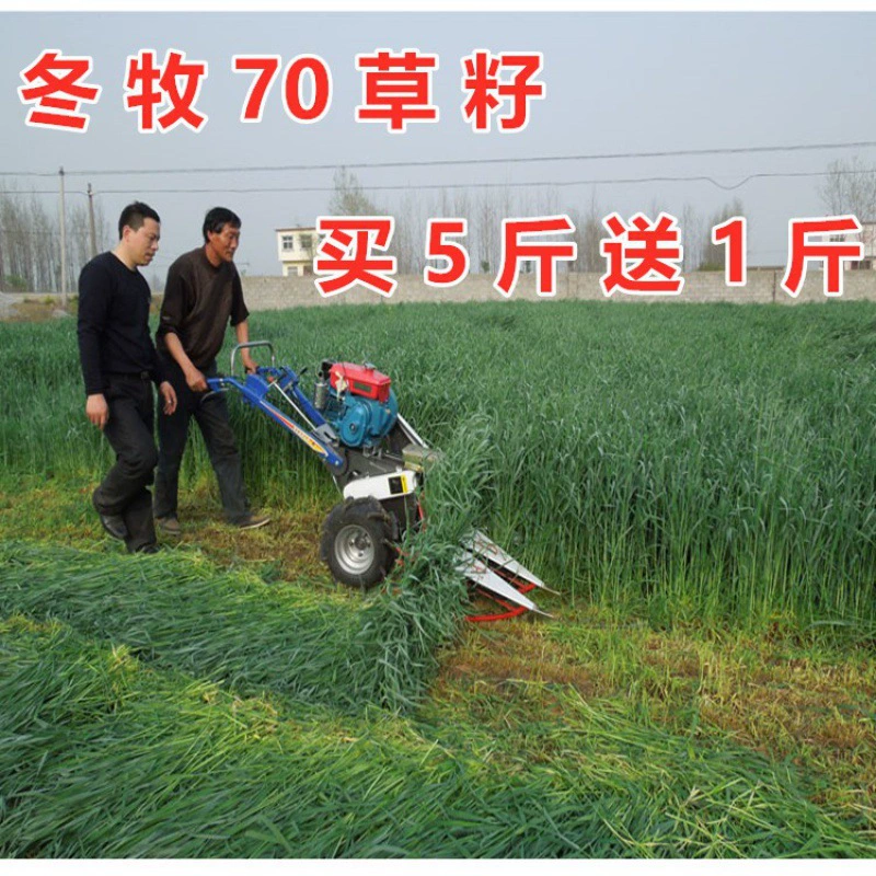 Южное Пасторальное Семена Многолетние Зима Север Четыре Сезона Зеленый Высокоурожайный Ежегодный Зимний Пасторальный 70 Культивированный Райграсс