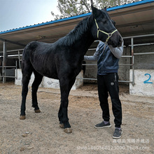 �B�R�� �����R �ɹ��R �T���R �±����R�������R �����R