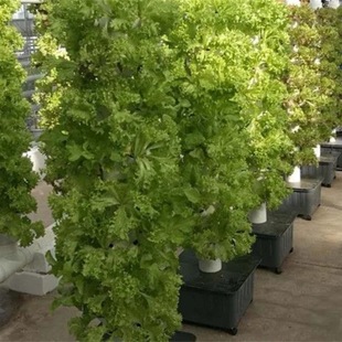 ���羳��؛�����˘����������ͥԺ�̨������������˲˷N���ļ�