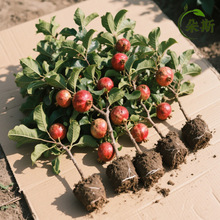 石榴树树苗突尼斯软籽无籽蒙阳红石榴盆栽庭院水果树特大带土果苗