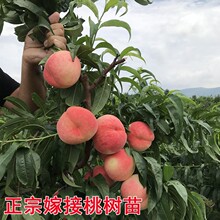 批发桃树树苗南北方种植盆栽地栽当年结果大蟠桃冬桃水蜜桃果包邮