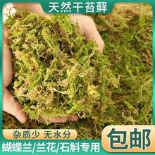 鲜活干苔藓兰花蝴蝶兰种植铁皮石斛土爬宠用包邮观景厂家