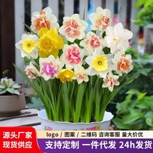 【爆品】大花重瓣洋水仙花种球水培四季开花盆栽耐寒植物室内花卉
