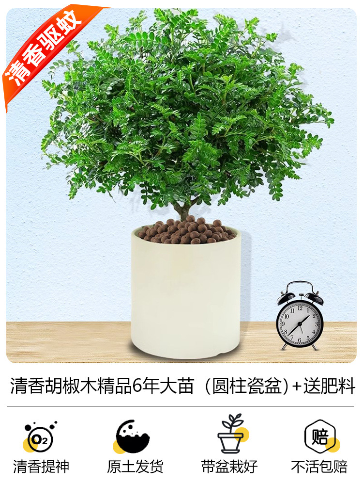 프리미엄 6년근 모기향(원통형 도자기 화분) + 무료비료 + 세람사이트