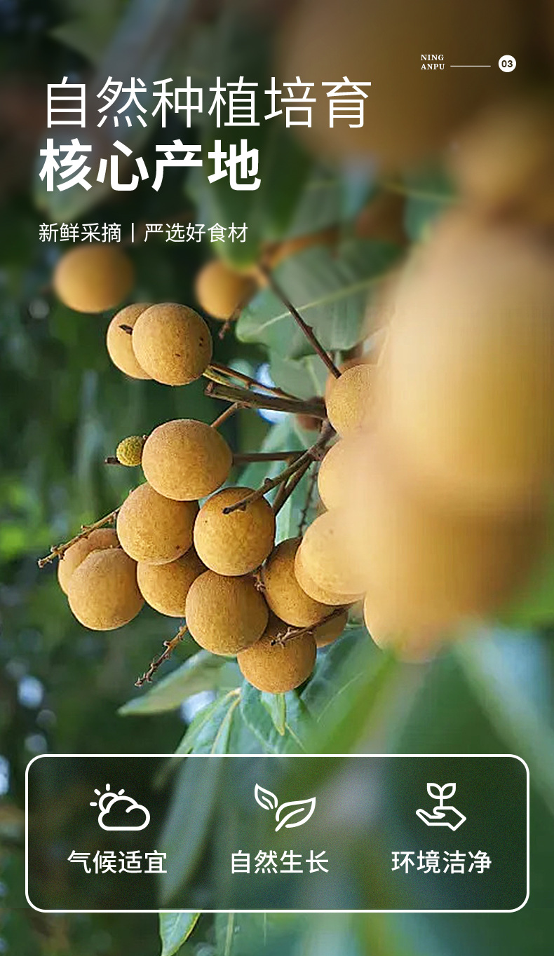 Dried Longan Flesh Seedless Guiyuan Gan 230g Jar Ning'an Bao key features