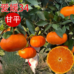 ����34̖�s�̸�ƽ����ٻʺ���Ʒ�N��������Ә���޽��ϱ����Nֲ