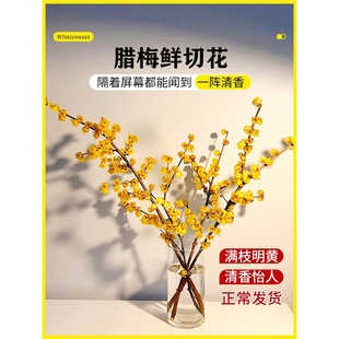�D÷���r��ˮ�B�r�л���֦Ϟ÷�r����������ˮ��ֲ�ﻨ���͏d�[�O