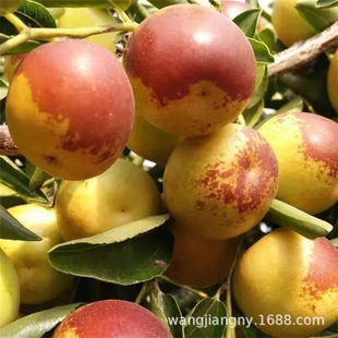 ��z�ۗ��� ���Ǵ󗗘��� ���𶬗���������޽����Ϸ������Nֲ