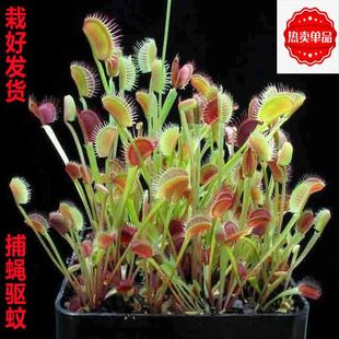 ˮ�ಶω������ʳ�x��ʳ�˻���ò��i�\�ݳ��xץ�x���˻��ܾGֲ��