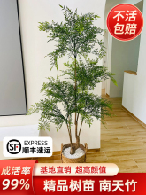 南天竹盆栽土培树苗真树水培绿植老桩客厅盆景造型水养带根火焰红