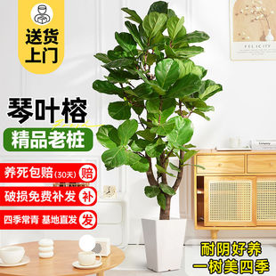 Ficus Ficus Potted Plant Living Room Indoor Large Green Plant Rubber Tree Large Leaves Easy to Grow in All Seasons and Shade-Tolerant Small Lollipops