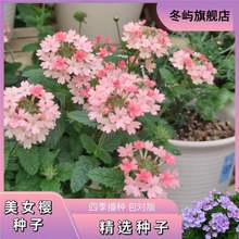 ��Ů�ѷN���ļ��Nֲ�����ɫ÷���N�����Լ��~��Ů�Ѱ�����