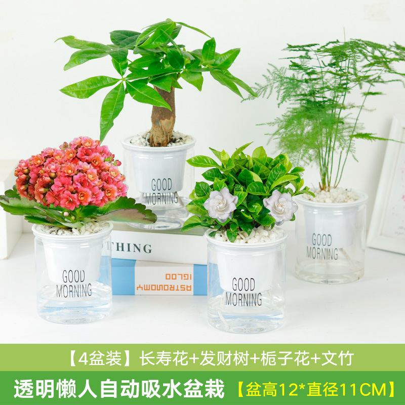 가성비 좋은 화분 4개 돈나무 + 치자나무 + 아스파라거스 + 칼라비나(흡수성 화분)