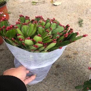 зצ�m���¼t ��������ɫзצ�m���ܶ����ֲ���҃�����