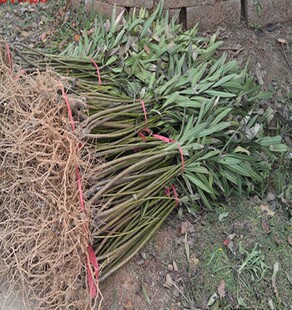 �A����  �r��ֱ�N  ���NҎ�� ��С�A����  �G������ �������l�r��