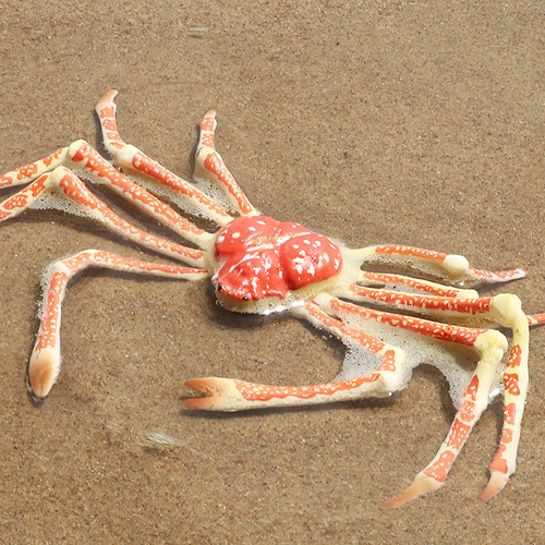 Children's cognitive toy simulation marine animal model static solid spider crab king crab crab plastic ornaments