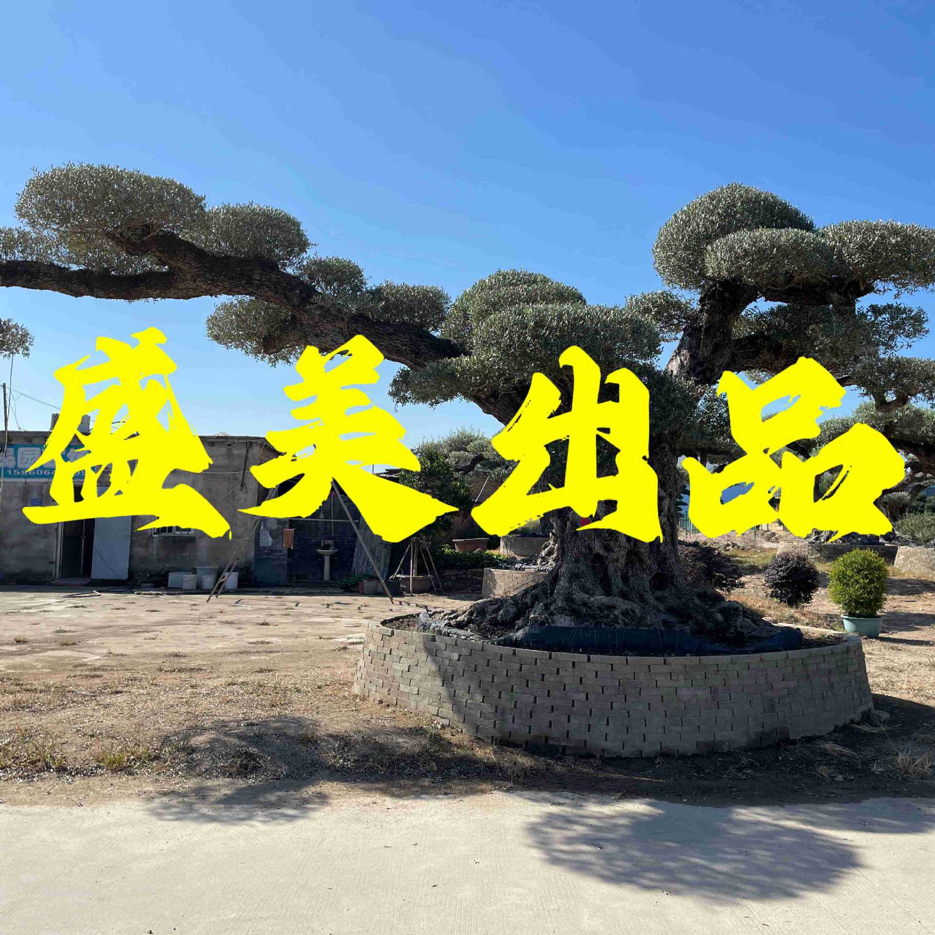 西班牙橄榄树供应大型橄榄树价格庭院别墅供应造景造型橄榄树批发