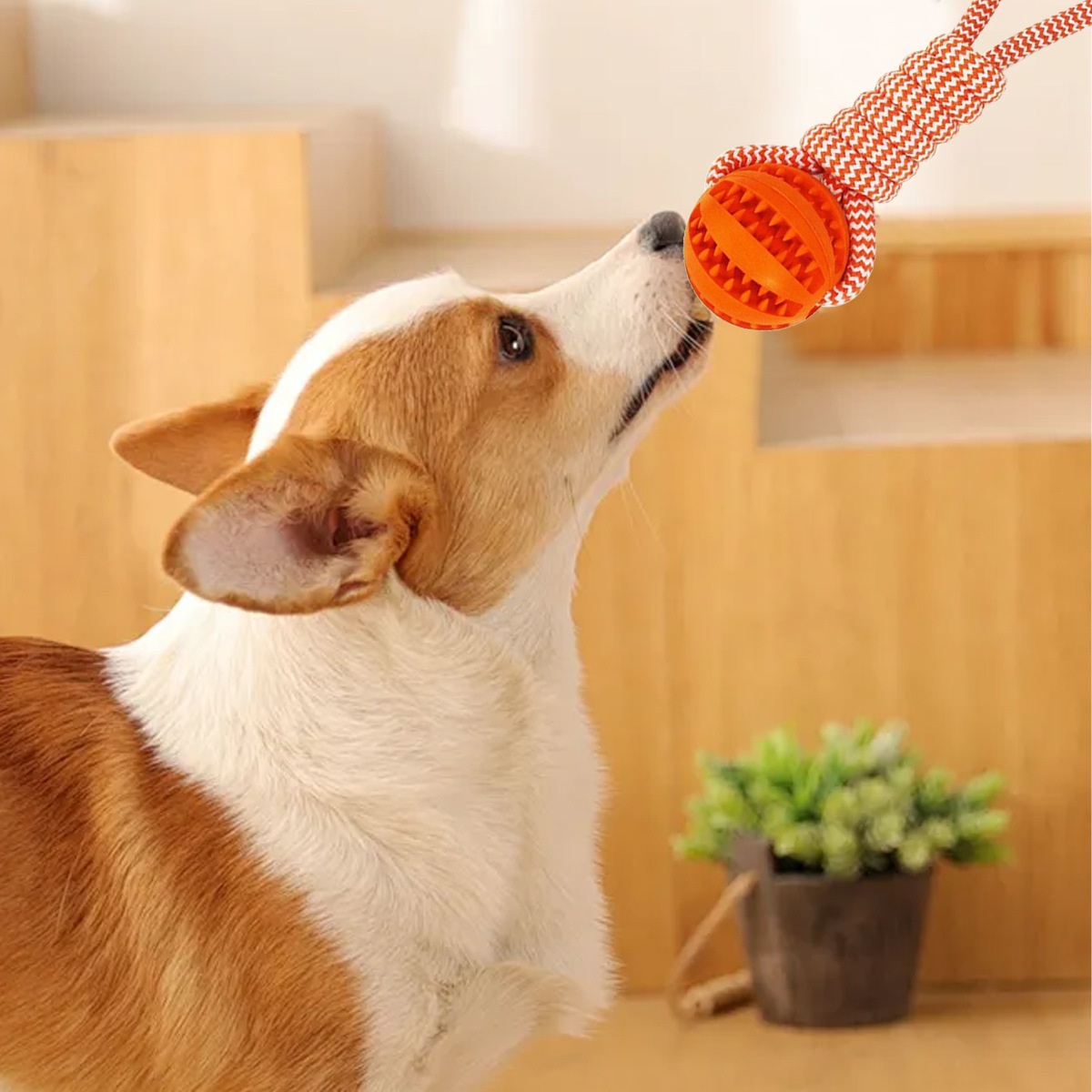 Gioco per cani anguria con corda da tiro e dispenser snack_voghion.com