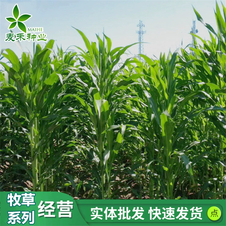 Семена кормов Северный и Южный Многолетний Райграс Мексика Кукуруза Гордан Люцерна Крупный рогатый скот Овцы Карп Семена травы оптом