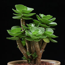 金钱木多肉植物老桩带盆栽好多肉盆栽室内绿植花卉园艺盆景工厂