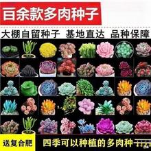 Sf多肉种子四季种稀有种籽阳台盆栽桌面摆放植物花卉厂家可包邮到