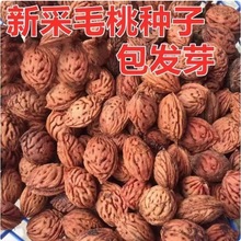 lľNɽҺ˷NëҺ˘N~ҘNɽҷNӾ^