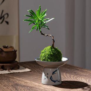Podocarpus Moss Ball Office Tea Table Indoor Study Plant Foliage Purification Air Formaldehyde Absorption Hydroponic Green Plant