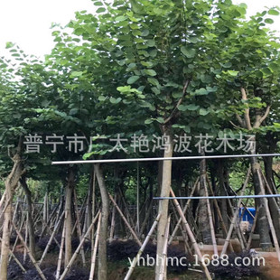 �m������׼t�����G���@С�^�е����^����V�|�G�����Nֲ�G������