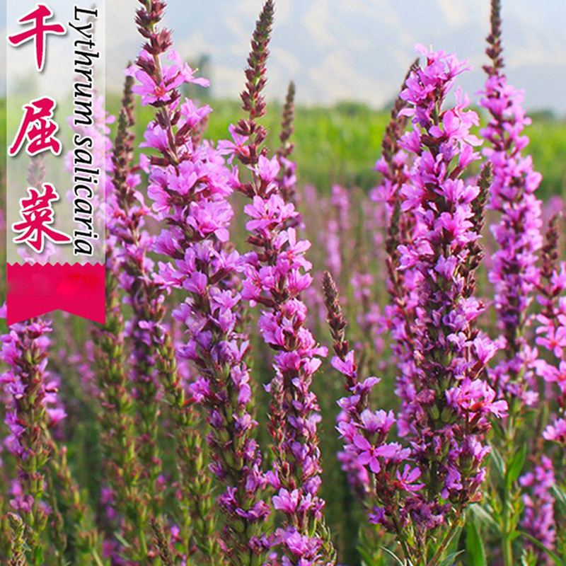 Purple loosestrife seed Four seasons Easy species For many years Perennial flowers and plants outdoor Scenery Flower Sea Cold-resistant Seed