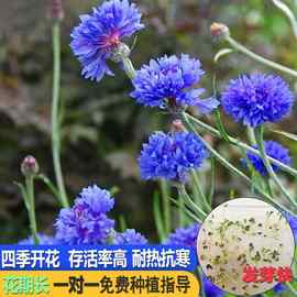 矢车菊花卉种子花海优质进口厂家批发花种籽量大从优