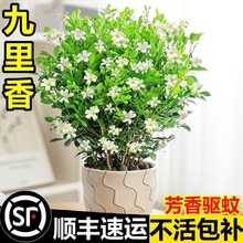 ��������������������ˮ���辰�_��ֲ��Gֲ�҃�����ļ�������