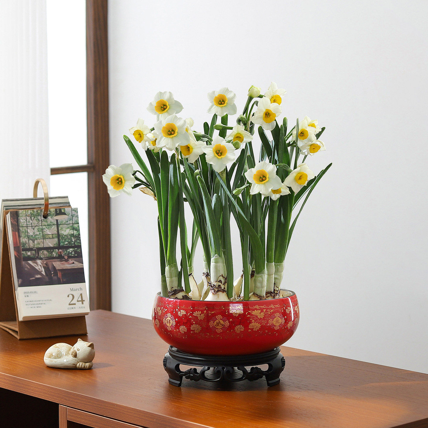 Narcissus - 8inch auspicious & prosperous pot - includes pvc tray