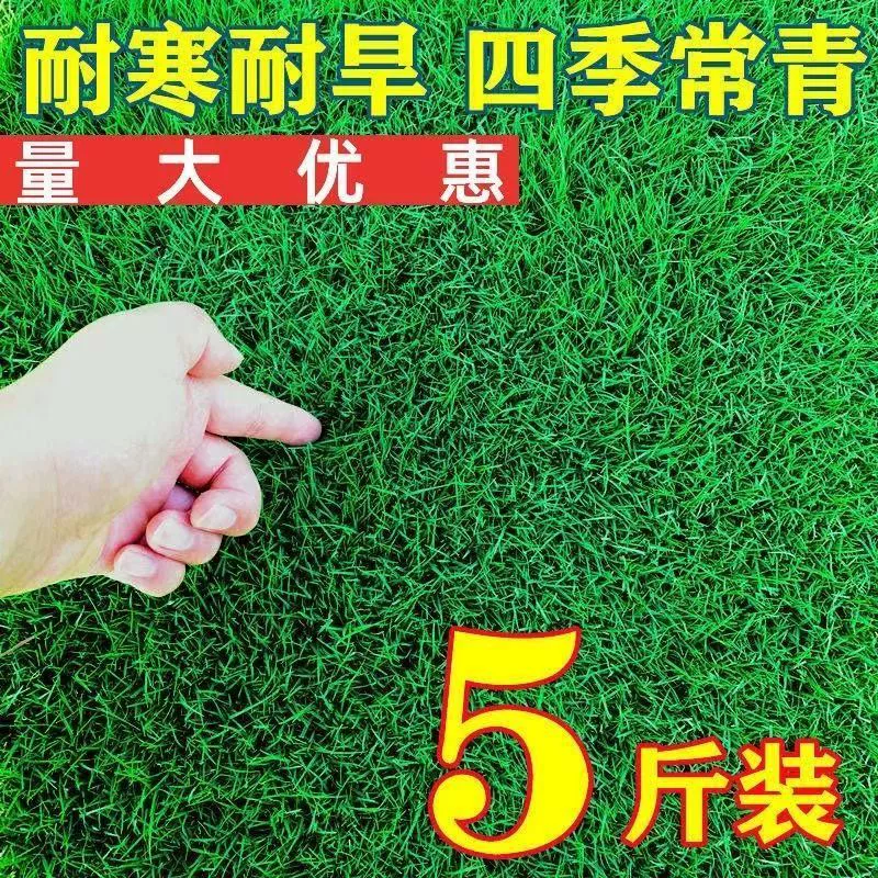 Морозостойкие и засухоустойчивые семена газонов, вечнозеленые, без обрезки, зеленения, газонные семена для защиты склонов низких дворовых домов, семена газонов