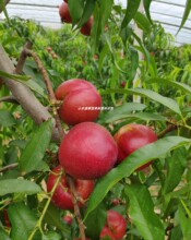 �޽��������Ҙ������ͽ��8-5̖�S���������Ա��Ϸ��Nֲ����Y��