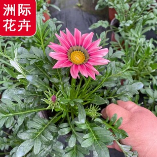 �f�۾� ��������õ��t�l�y�N�� ���޾ջ��������l �󻨄��¾�