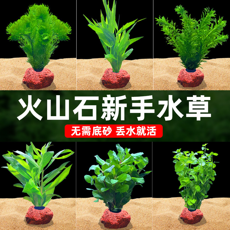 aquatic plants fish tank landscape decoration hydroponic plants negative centipede real grass volcanic rock full set of aquatic plants in fish tank