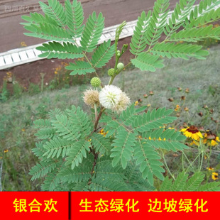 �Ĵ��y�Ϛg�N�ӾG����ľ��·߅�²ݷN�o�����B���o��ľ�N���y�Ϛg