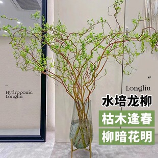 Elegant Willow Branches Hydroponic Plants for Living Room Greenery Potted Easy-To-Care-For Dried Branches with Buds Willow Branches Wholesale