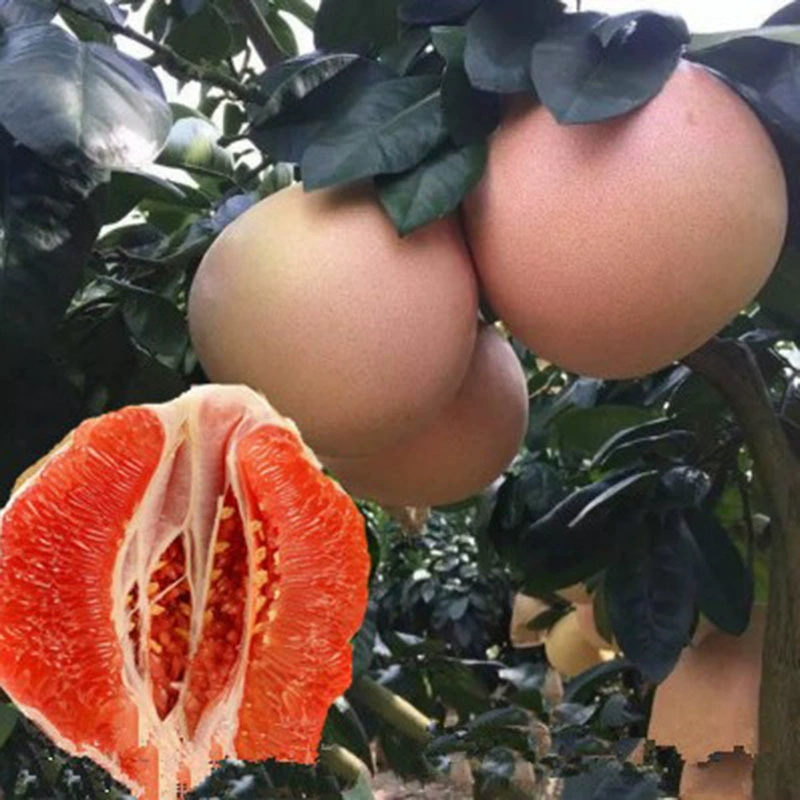 Саженцы фруктовых деревьев Южная Африка Три рассады Красного меда помело Ша Оловянный мед Помело Красное сердце Рассада помело Привитые саженцы Помело Фруктовое дерево